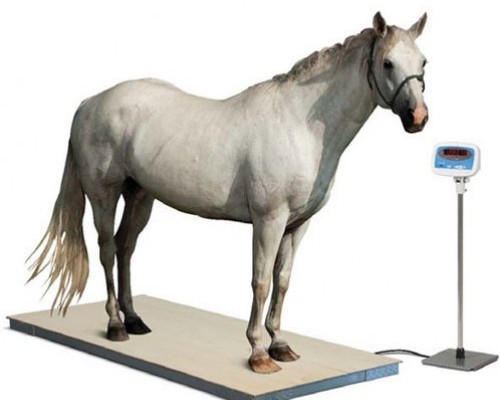 TF-1020-2t-M Animal Weighing Scale in Bangladesh - Bangladesh