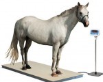 TF-1020-2t-M Animal Weighing Scale in Bangladesh - Bangladesh