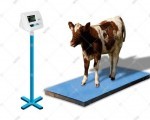 Digital Cow Weight Scale - Bangladesh