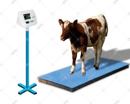 Digital Cow Weight Scale - Bangladesh